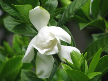 ヤエクチナシ0610 ヤエクチナシ0610