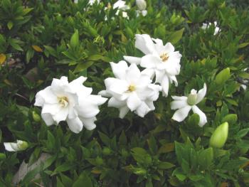 コクチナシ0610 コクチナシ0610