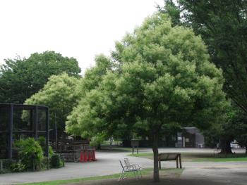 シマトネリコ0611 シマトネリコ0611