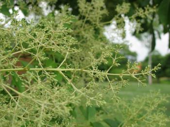 シマトネリコ0611 シマトネリコ0611