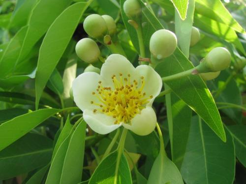 イジュ0608 イジュ0608