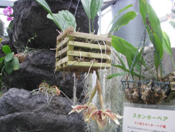 スタンホーペア0615 スタンホーペア0615