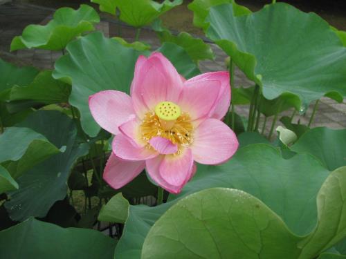 大賀ハス0619 大賀ハス0619