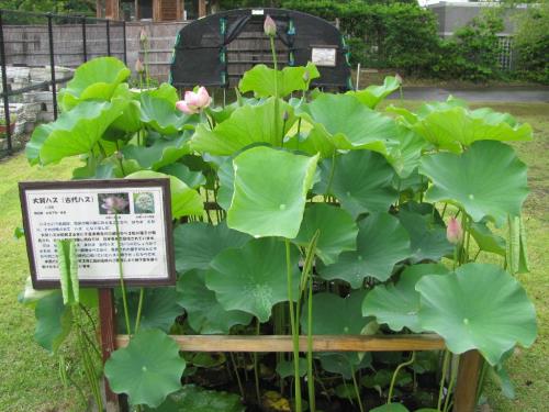 大賀ハス0619コーナー 大賀ハス0619コーナー