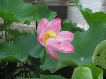 大賀ハス0619_1030 大賀ハス0619_1030