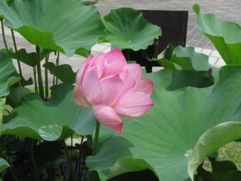 大賀ハス0619_1330 大賀ハス0619_1330