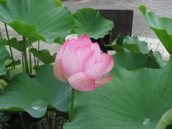 大賀ハス0619h0 大賀ハス0619h0