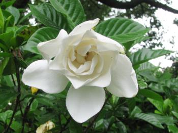 ヤエクチナシ花木園0624 ヤエクチナシ花木園0624