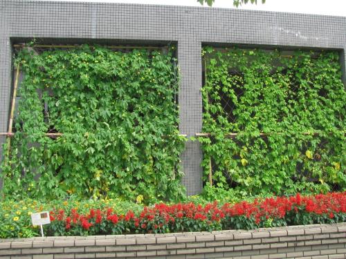 緑のカーテンゴーヤ0712 緑のカーテンゴーヤ0712