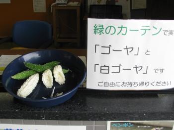 収穫物ゴーヤ0712 収穫物ゴーヤ0712