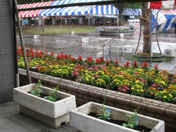 白ゴーヤ0514 白ゴーヤ0514