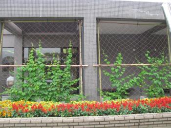 緑のカーテンゴーヤ0615 緑のカーテンゴーヤ0615