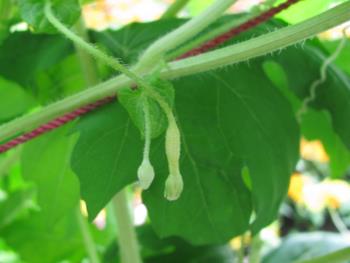 白ゴーヤつぼみ0615 白ゴーヤつぼみ0615