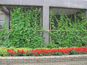 緑のカーテンゴーヤ0630 緑のカーテンゴーヤ0630