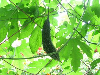 ゴーヤ0630 ゴーヤ0630