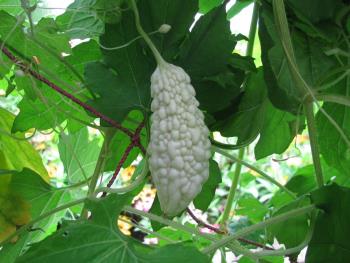 白ゴーヤ0630 白ゴーヤ0630