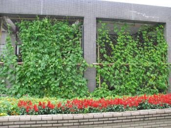 緑のカーテンゴーヤ0704 緑のカーテンゴーヤ0704