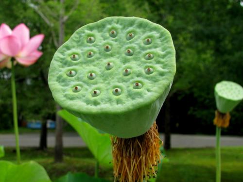 大賀ハス実 大賀ハス実