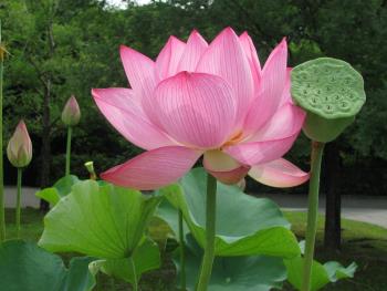 大賀ハス0712 大賀ハス0712