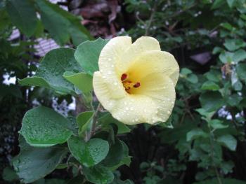 ハマボウ0710 ハマボウ0710