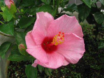 ハイビスカス0712 ハイビスカス0712