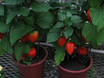 ホオズキ0710 ホオズキ0710