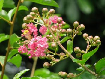 サルスベリ0712 サルスベリ0712