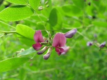 ヤマハギ0712 ヤマハギ0712