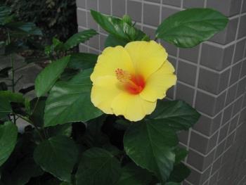 ハイビスカス0811 ハイビスカス0811