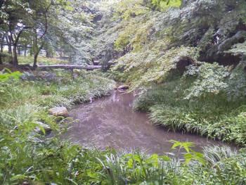 日本庭園上流 日本庭園上流