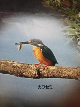 カワセミ カワセミ