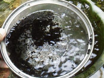 水前寺のり 水前寺のり