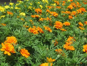 マリードールド0925 マリードールド0925