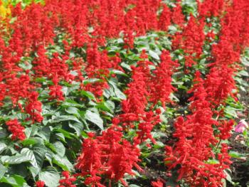 サルビア0925 サルビア0925