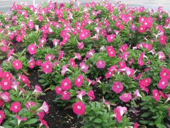 ペチュニア0925 ペチュニア0925