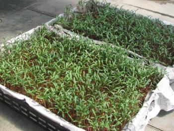 コスモス0813 コスモス0813