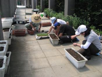 コスモス0813 コスモス0813