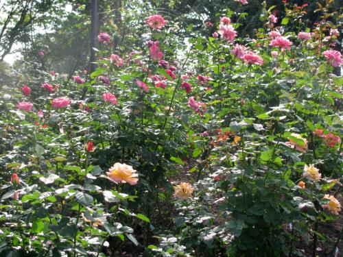 バラ園1016 バラ園1016