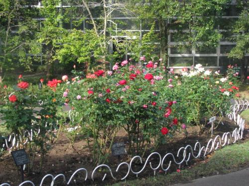 バラ園1016 バラ園1016
