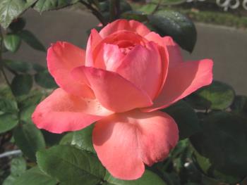 ピンクパンサー1016 ピンクパンサー1016