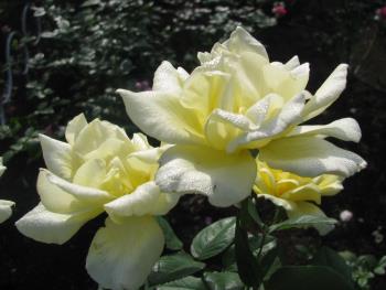 サンブライト1016 サンブライト1016