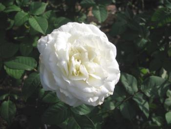 ホワイトムーン1016 ホワイトムーン1016