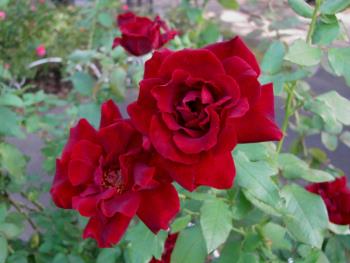 クロシンジュ1016 クロシンジュ1016