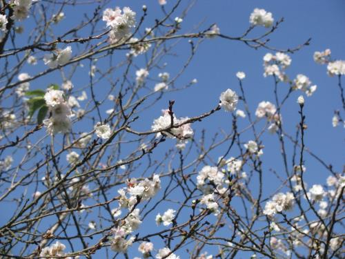 ジュウガツザクラ1016 ジュウガツザクラ1016