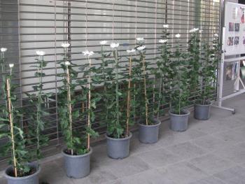 キク1016 キク1016