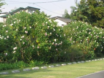 スイフヨウ1016 スイフヨウ1016