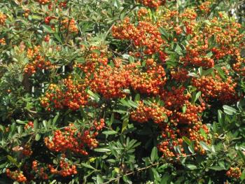 ピラカンサ1016 ピラカンサ1016