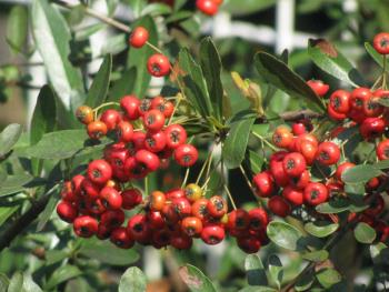 ピラカンサ1016 ピラカンサ1016