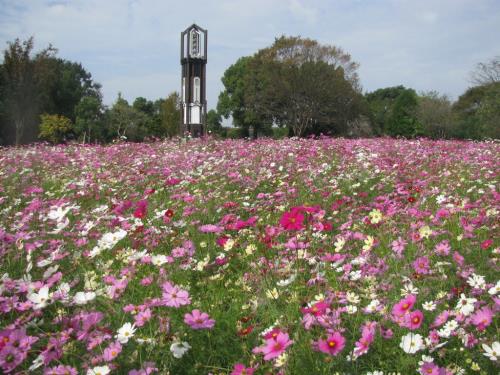 コスモス全景1026 コスモス全景1026