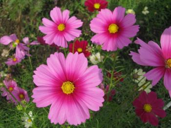 コスモス1026 コスモス1026